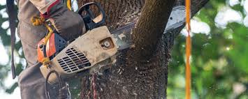 Best Commercial Tree Services  in Lake Panasoffkee, FL