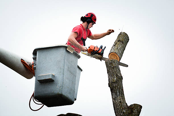 Professional Tree Services in Lake Panasoffkee, FL